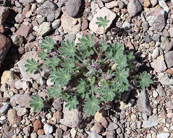  Lupinus concinnus